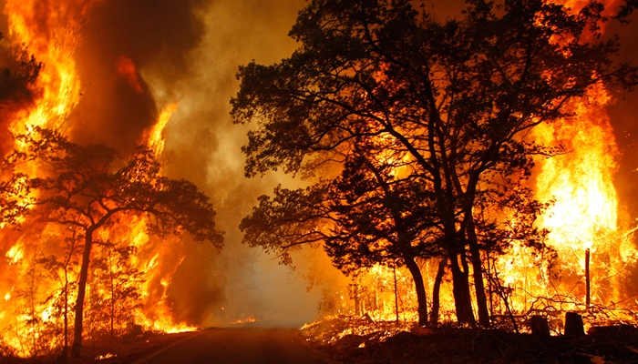 Kebakaran Hutan yang Merusak Segalanya [image source]