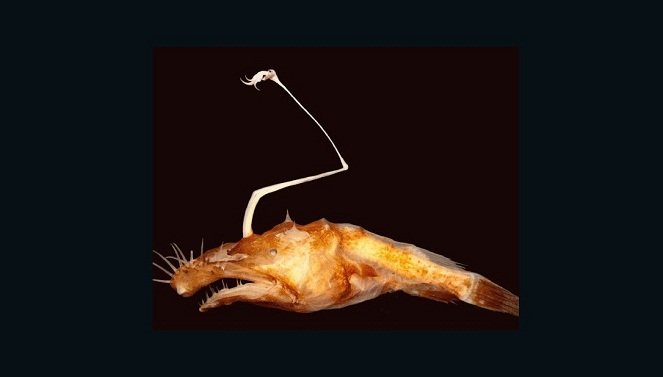 Angler Fish baru ini tak kalah menyeramkan dari yang spesies sebelumnya [Image Source]