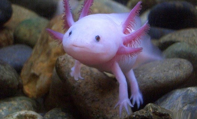 Dari ekor sampai kepala, salamander bisa menumbuhkannya lagi ketika hilang [Image source]
