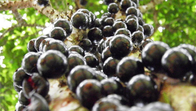 Siap-siap bertarung melawan semut merah ketika mengambil buah di pohon gowok [Image Source]