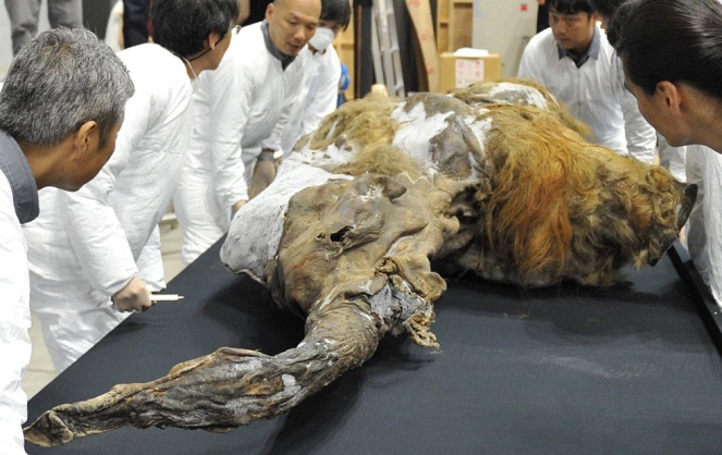 Peneliti akan membangkitkan kembali Mammoth [Image Source]