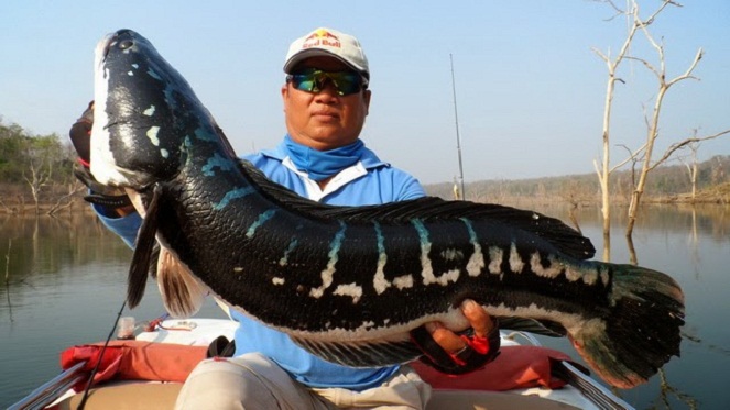 Ikan Gabus, salah satu monster yang bisa ditemukan di banyak sungai Indonesia [Image Source]