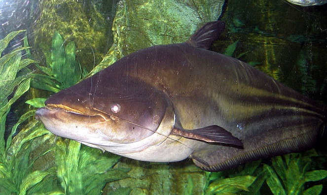 Ikan tapah hampir sama seperti ikan lele sungai Mekong, tubuhnya gempal dan besar [Image Source]