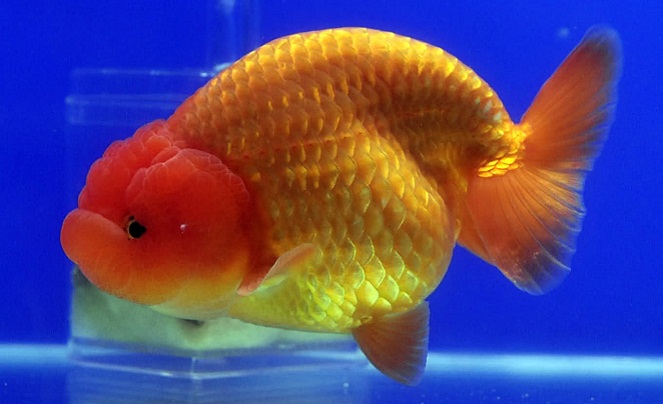 Kontes kecantikan ikan koki ini menyumbang jutaan yuan ke kas negara [Image Source]
