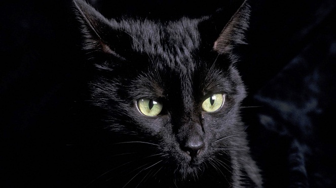 Kucing hitam konon bisa membuat jenazah hidup lagi [Image Source]