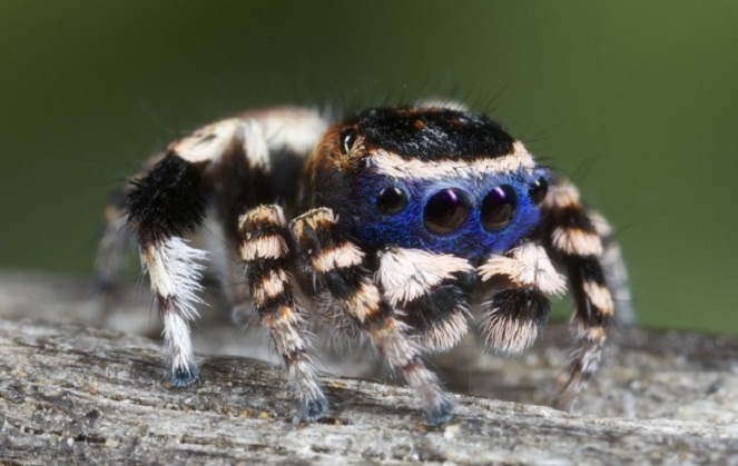 Keunikan laba-laba ini diduga untuk menarik lawan jenis [Image Source]