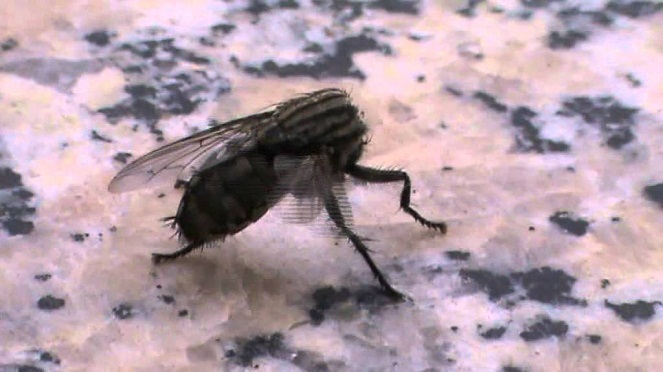 Lalat bernasib sama seperti belalang sembah, namun mereka bisa hidup lebih lama [Image Source]