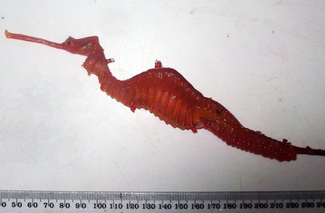Tak ada yang spesial dari naga laut ini kecuali warna tubuhnya yang merah merona [Image Source]