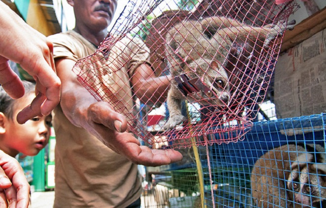 Soal perdagangan hewan langka, Indonesia juga jadi yang pertama [Image Source]