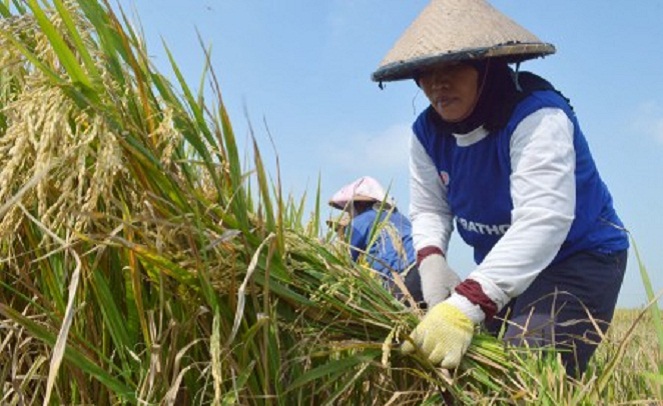 Program yang digulirkan sang bupati membuat petani Kulon Progo makin tetap bisa bertahan [Image Source]
