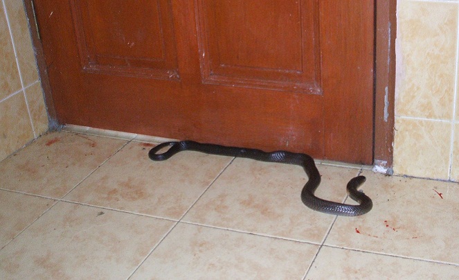 Membunuh ular di dalam rumah konon bisa membuat seseorang meninggal [Image Source]