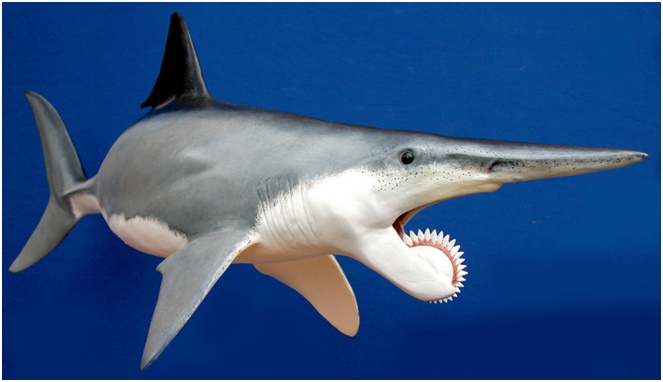 Helicoprion [Image Source]