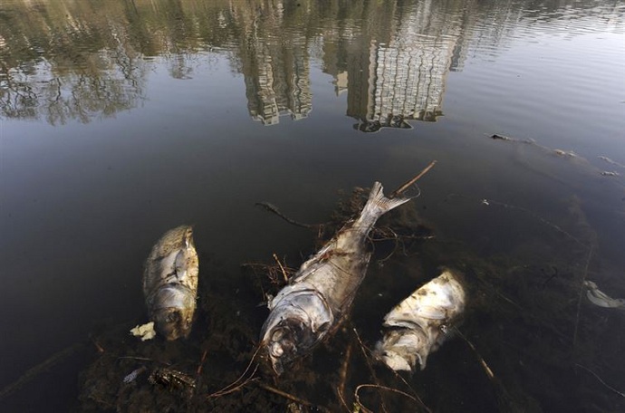 Ikan-ikan ini mati karena polusi air [image source]
