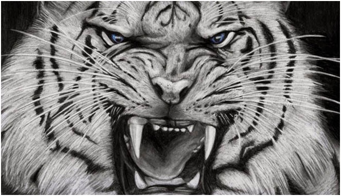 Ilustrasi harimau putih [Image Source]