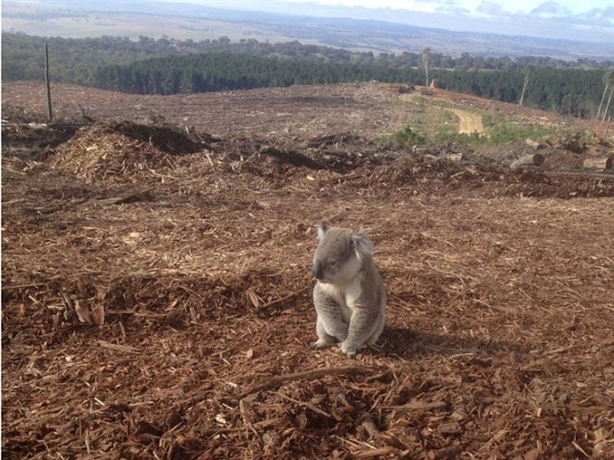 Koala ini kehilangan rumahnya akibat penebangan hutan [image source]