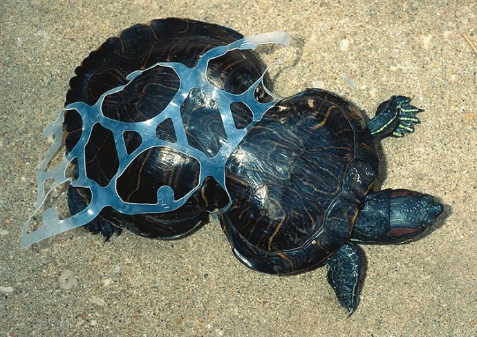 Kura-kura ini tumbuh dalam jebakan plastik [image source]