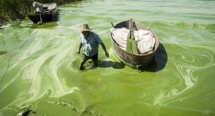 Nelayan ini bekerja di tengah laut yang penuh ganggang beracun [image source]