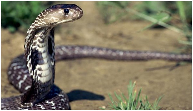 Racun kobra India [Image Source]