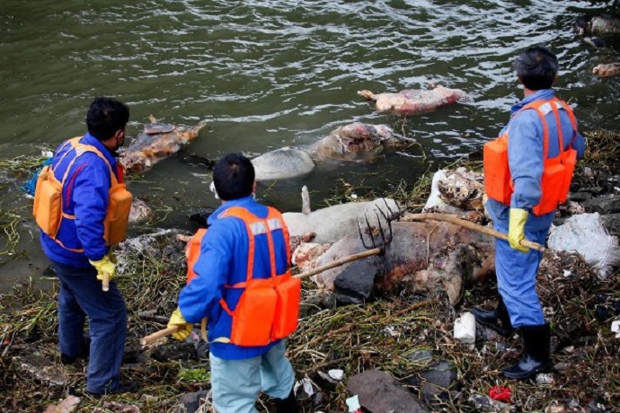 Ratusan bangkai babi ditemukan di sungai di China [image source]