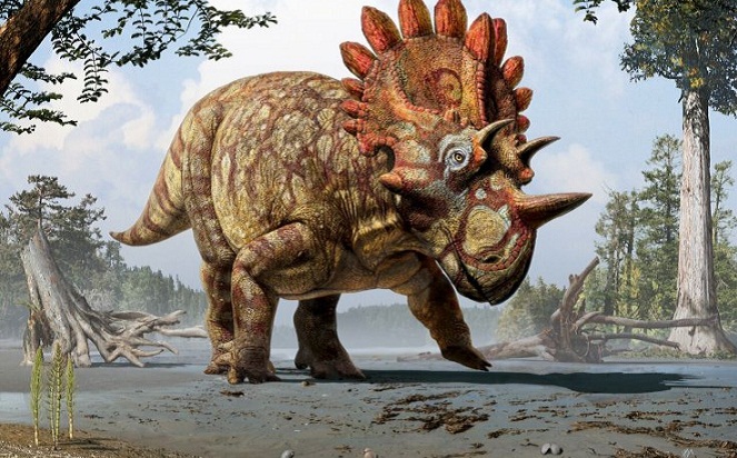 Regaliceratops Peterhewsi adalah saudara dekat dari Triceratops, makanya sifatnya pun mirip [Image Source]