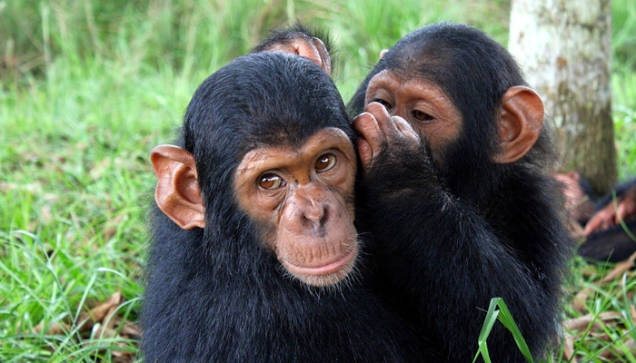 Simpanse bisa dilatih dan bersifat seperti manusia [image source]