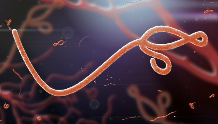 Virus Ebola yang banyak membunuh manusia [image source]
