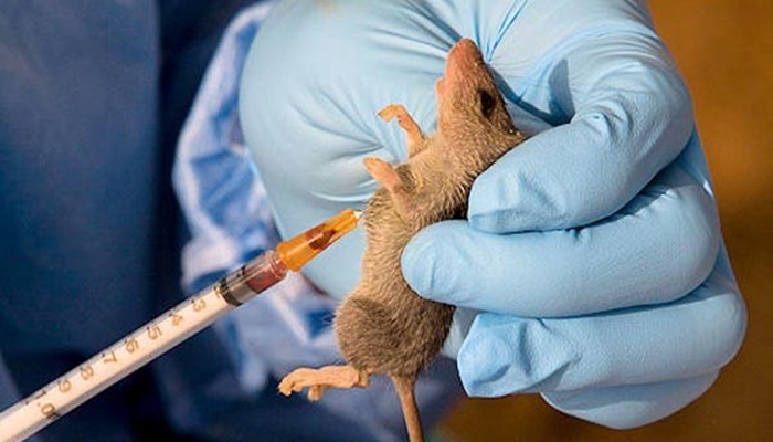 Virus Lassa yang menular melalui tikus gurun [image source]