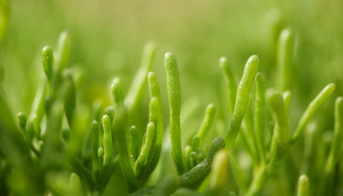 alga di dalam tubuh manusia, serem ah! [image source]