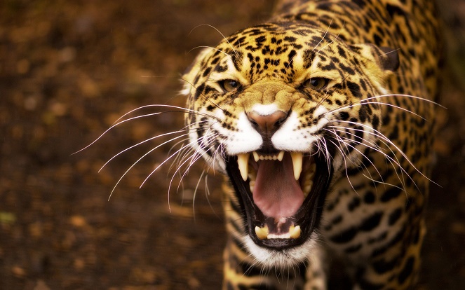 Dengan segala kemampuannya, tak ada yang bisa lolos dari jaguar Amazon [Image Source]