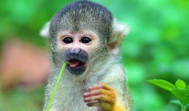 Pintar dan suka kebersihan, Monyet Tupai bakal jadi peliharaan yang tak bikin susah [Image Source]