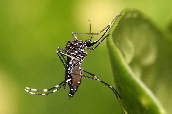 Siapa sangka jika hewan paling mematikan di Amazon adalah nyamuk [Image Source]