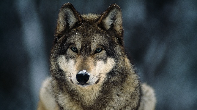 Meskipun satu keluarga, anjing dan serigala benar-benar berbeda [Image Source]