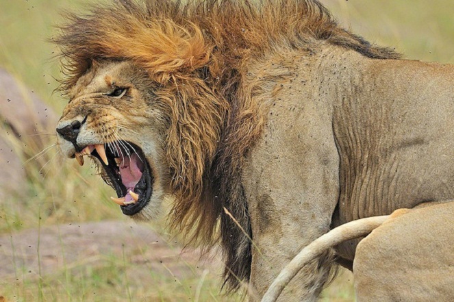 Harus melawan singa dulu baru dikatakan dewasa [Image Source]