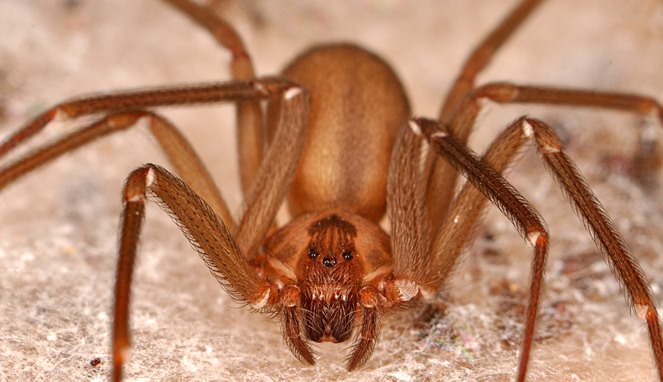 Brown Recluse [Image Source]