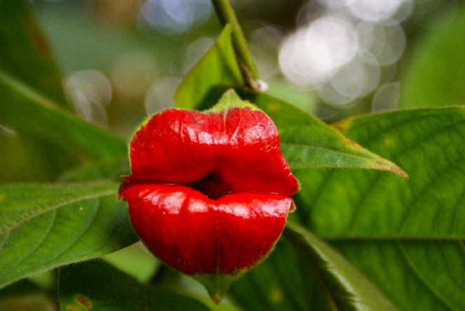 Bunga berbentuk bibir seksi [image source]
