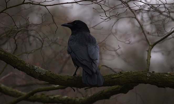 Gagak dikenal sebagai burung pembawa pesan kematian [Image Source]