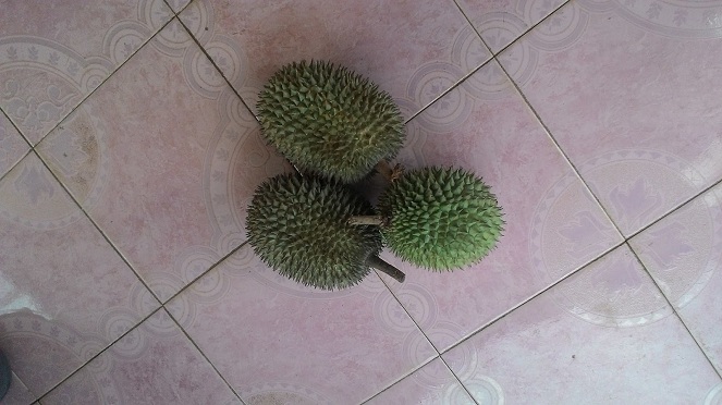 Durian Ajimah [image source]