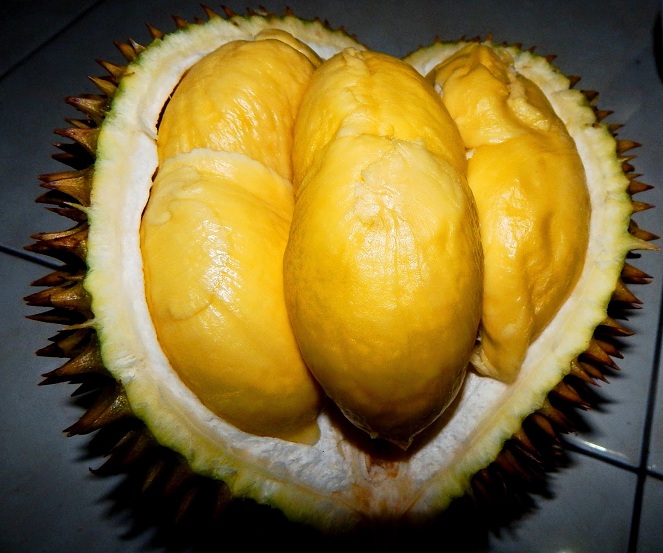 Durian Bokor [image source]