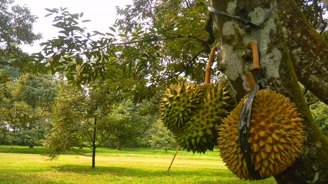 Durian Candimulyo [image source]