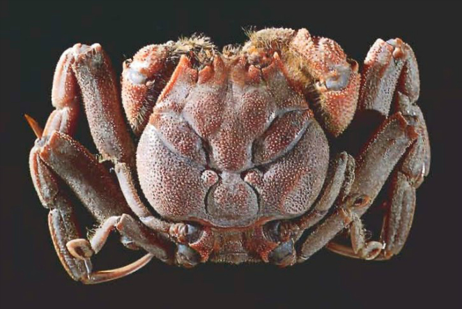 Heike crab [image source]
