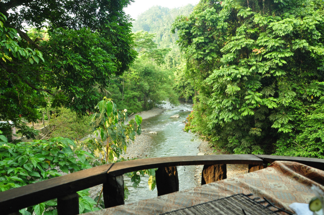 Hutan Arfak Papua [image source]
