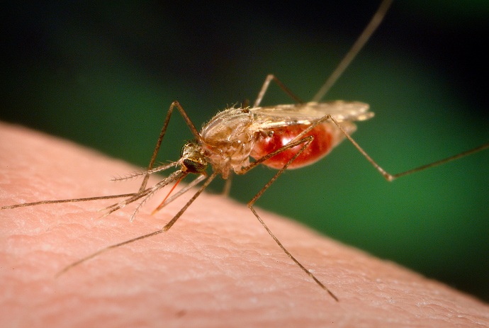 Malaria [image source]