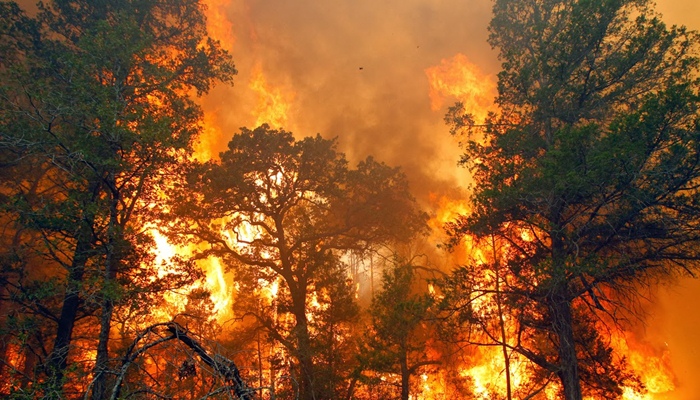 Membakar hutan dan kerusakan permanennya [image source]