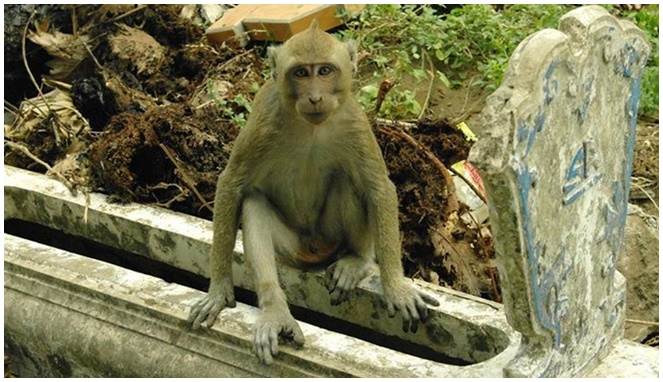 Monyet di makam Ngujang [Image Source]