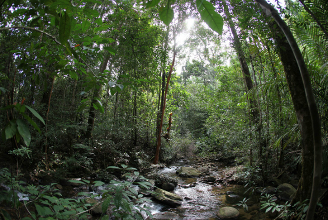 Penampakan Hutan Kayan Mentarang [image source]