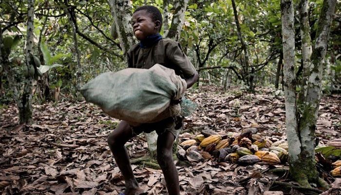 Perbudakan anak di perkebunan Kakao [image source]
