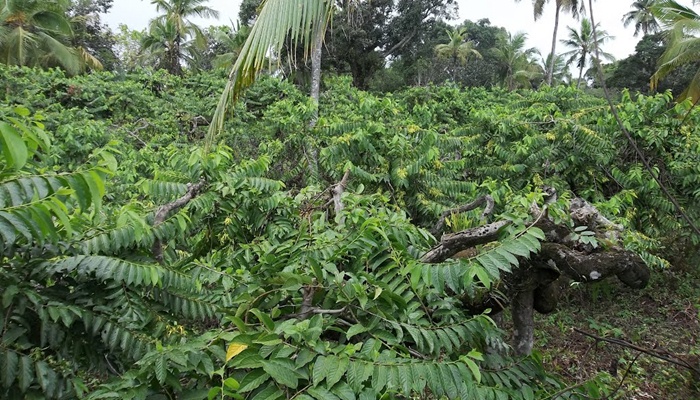 Perkebunan yang ada di Komoro [image source]