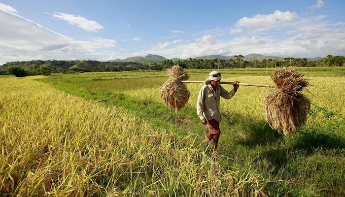 Pertanian di Timor Leste yang masih belum baik [image source]