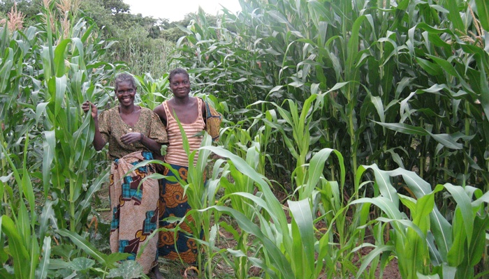 Pertanian di Zambia yang mengenaskan [image source]