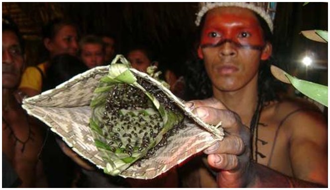 Rutual Suku Satere Mawe [Image Source]